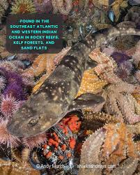 Image result for Haploblepharus pictus