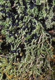 Attēlu rezultāti vaicājumam “Biatora sphaeroides”