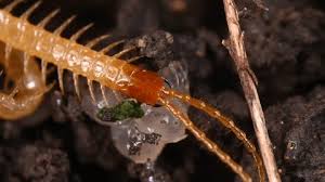 Attēlu rezultāti vaicājumam “Cucujus cinnaberinus larva”