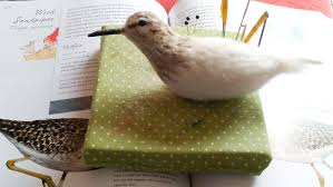 Attēlu rezultāti vaicājumam “Tringa glareola adult”