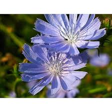 Image result for Cichorium intybus