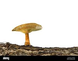 Attēlu rezultāti vaicājumam “Polyporus brumalis”