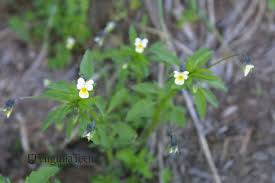 Attēlu rezultāti vaicājumam “Viola arvensis leaf”