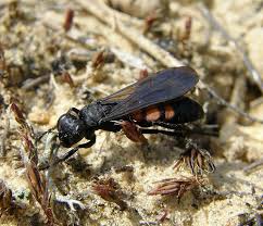 Attēlu rezultāti vaicājumam “Anoplius viaticus”