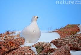 Image result for Lagopus muta