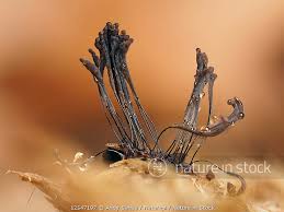 Attēlu rezultāti vaicājumam “Stemonitis splendens macro”