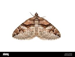 Attēlu rezultāti vaicājumam “Pareulype berberata”