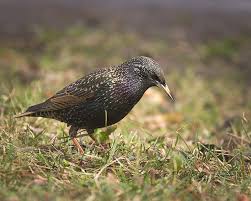 Attēlu rezultāti vaicājumam “Sturnus vulgaris male”