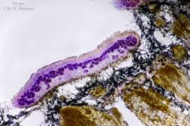 Attēlu rezultāti vaicājumam “Parmeliella triptophylla”