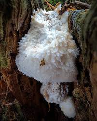 Attēlu rezultāti vaicājumam “Postia ptychogaster”