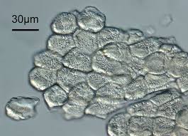 Attēlu rezultāti vaicājumam “Ochropsora ariae”