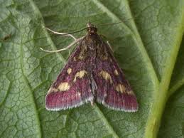 Attēlu rezultāti vaicājumam “Pyrausta purpuralis”
