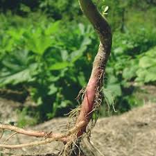 Attēlu rezultāti vaicājumam “Amaranthus retroflexus”