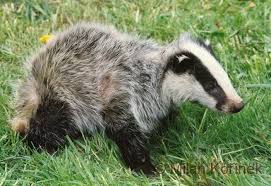 Attēlu rezultāti vaicājumam “Meles meles”