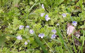Attēlu rezultāti vaicājumam “Veronica filiformis”