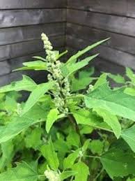 Attēlu rezultāti vaicājumam “Chenopodium acerifolium”