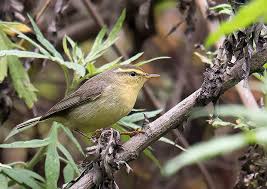 Attēlu rezultāti vaicājumam “Phylloscopus trochiloides”