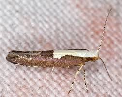 Attēlu rezultāti vaicājumam “Argyresthia semifusca”