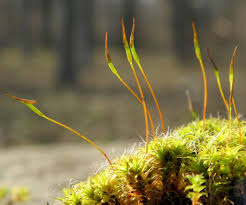Attēlu rezultāti vaicājumam “Syntrichia latifolia macro”