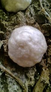 Attēlu rezultāti vaicājumam “Reticularia lycoperdon”