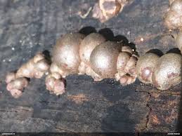 Attēlu rezultāti vaicājumam “Diderma montanum var. album”