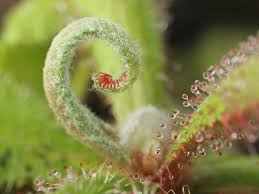 Attēlu rezultāti vaicājumam “Droseraceae”