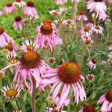 Image result for Echinacea angustifolia