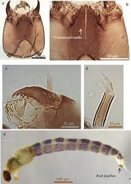 Attēlu rezultāti vaicājumam “Cricotopus male”