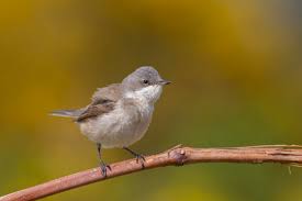 Attēlu rezultāti vaicājumam “Sylvia curruca adult”
