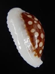 Attēlu rezultāti vaicājumam “Cribraria pertenuis macro”