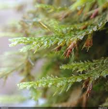 Attēlu rezultāti vaicājumam “Myurella julacea”