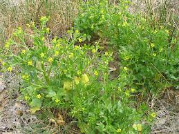 Attēlu rezultāti vaicājumam “Ranunculus sceleratus leaf”
