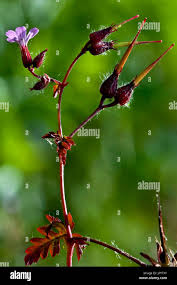 Attēlu rezultāti vaicājumam “Geranium robertianum fruit”