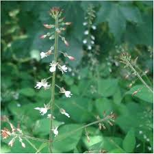 Attēlu rezultāti vaicājumam “Circaea lutetiana”