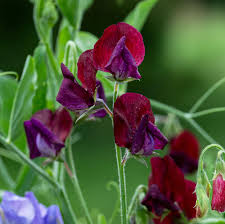 Image result for Lathyrus odoratus