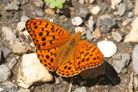 Attēlu rezultāti vaicājumam “Argynnis adippe female”