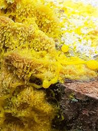 Attēlu rezultāti vaicājumam “Fuligo gyrosa plasmodium”