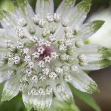 Image result for Astrantia majon `Abbey Road`