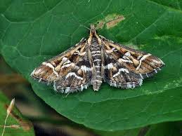 Attēlu rezultāti vaicājumam “Diasemia reticularis”