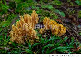 Attēlu rezultāti vaicājumam “Ramaria flava”