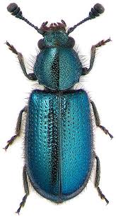 Attēlu rezultāti vaicājumam “Korynetes caeruleus”