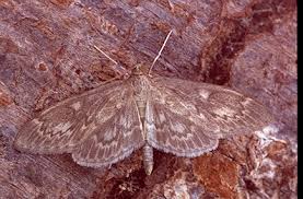 Attēlu rezultāti vaicājumam “Anania lancealis”