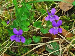 Attēlu rezultāti vaicājumam “Viola reichenbachiana flower”