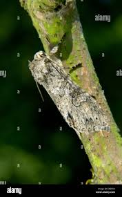 Attēlu rezultāti vaicājumam “Polia nebulosa”