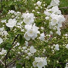 Attēlu rezultāti vaicājumam “Philadelphus lemoinei flower”