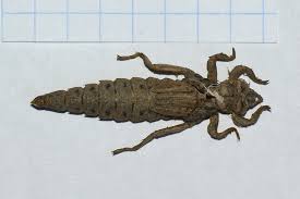 Attēlu rezultāti vaicājumam “Gomphus flavipes”