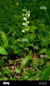 Attēlu rezultāti vaicājumam “Platanthera chlorantha”