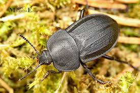 Attēlu rezultāti vaicājumam “Silpha obscura”