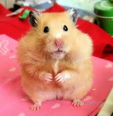 Image result for хомек