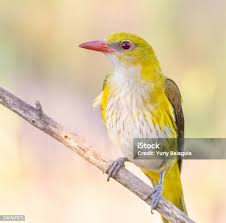 Attēlu rezultāti vaicājumam “Oriolus oriolus female”
